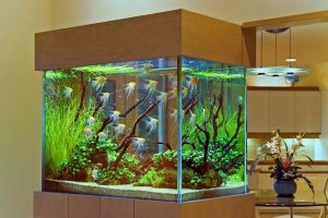 Как правильно выбрать аквариум?