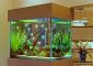 Как правильно выбрать аквариум?